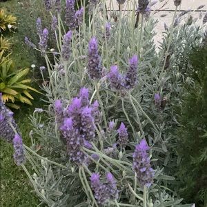 Meet your Posher, Pavithra